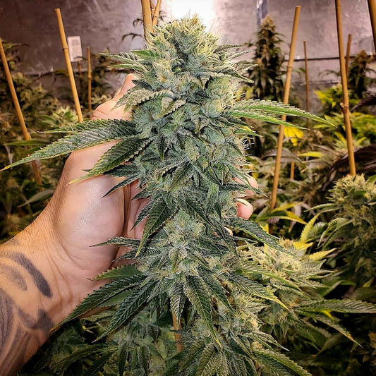 LIMITED EDITION GEIST OG STRAIN - SeedySide