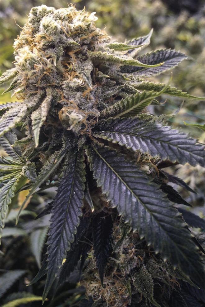 LOST COAST HASH PLANT STRAIN - SeedySide