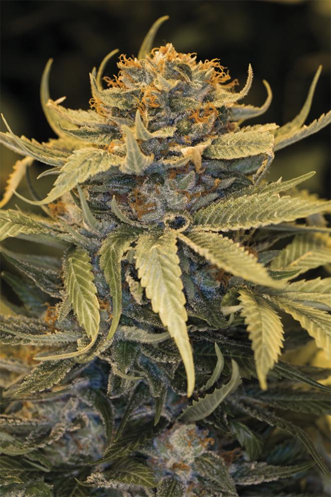 LOST COAST OG STRAIN - SeedySide