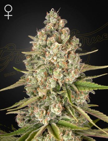 LOST PEARL STRAIN - SeedySide