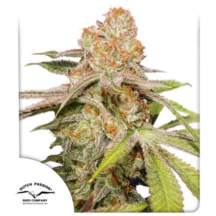 MAC 1 AUTO STRAIN - SeedySide
