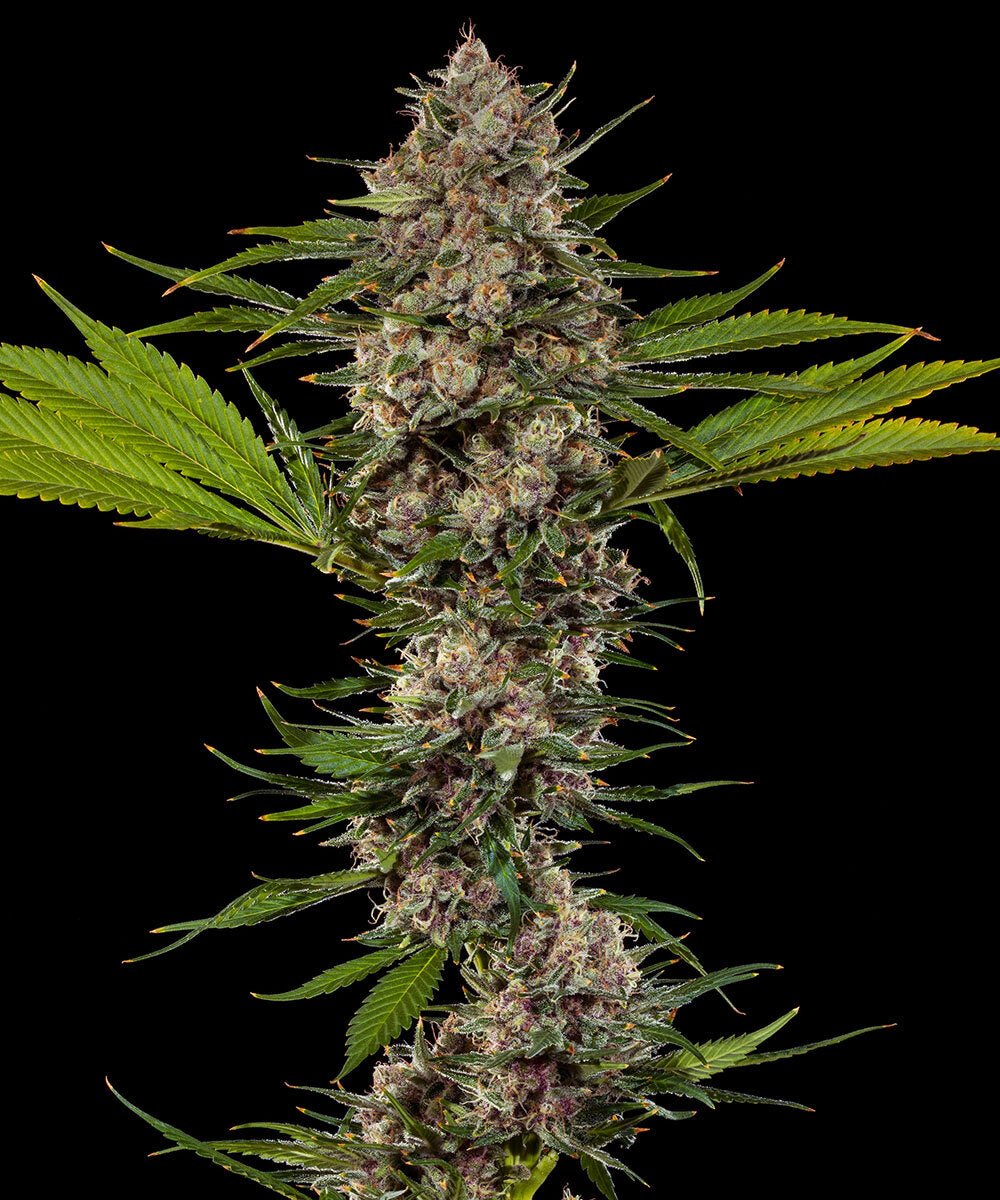 MAC 1 STRAIN - SeedySide