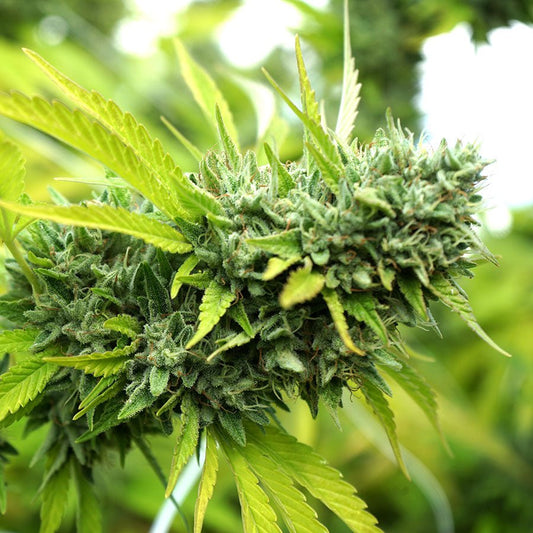 MANGO OG AUTO STRAIN - SeedySide