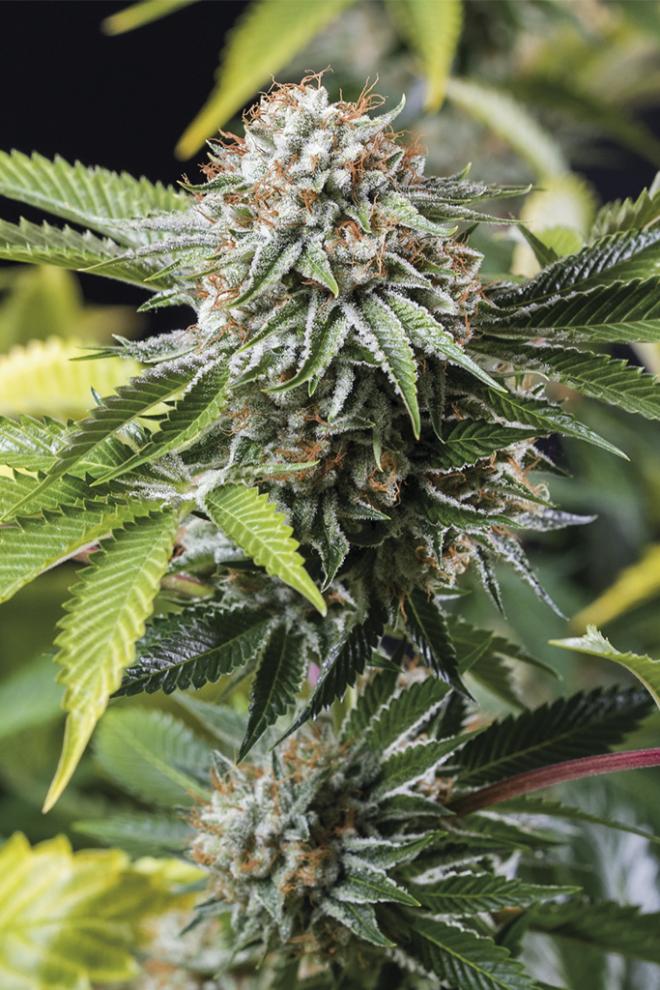 MANGO SAPPHIRE STRAIN - SeedySide