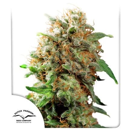 MAZAR STRAIN - SeedySide