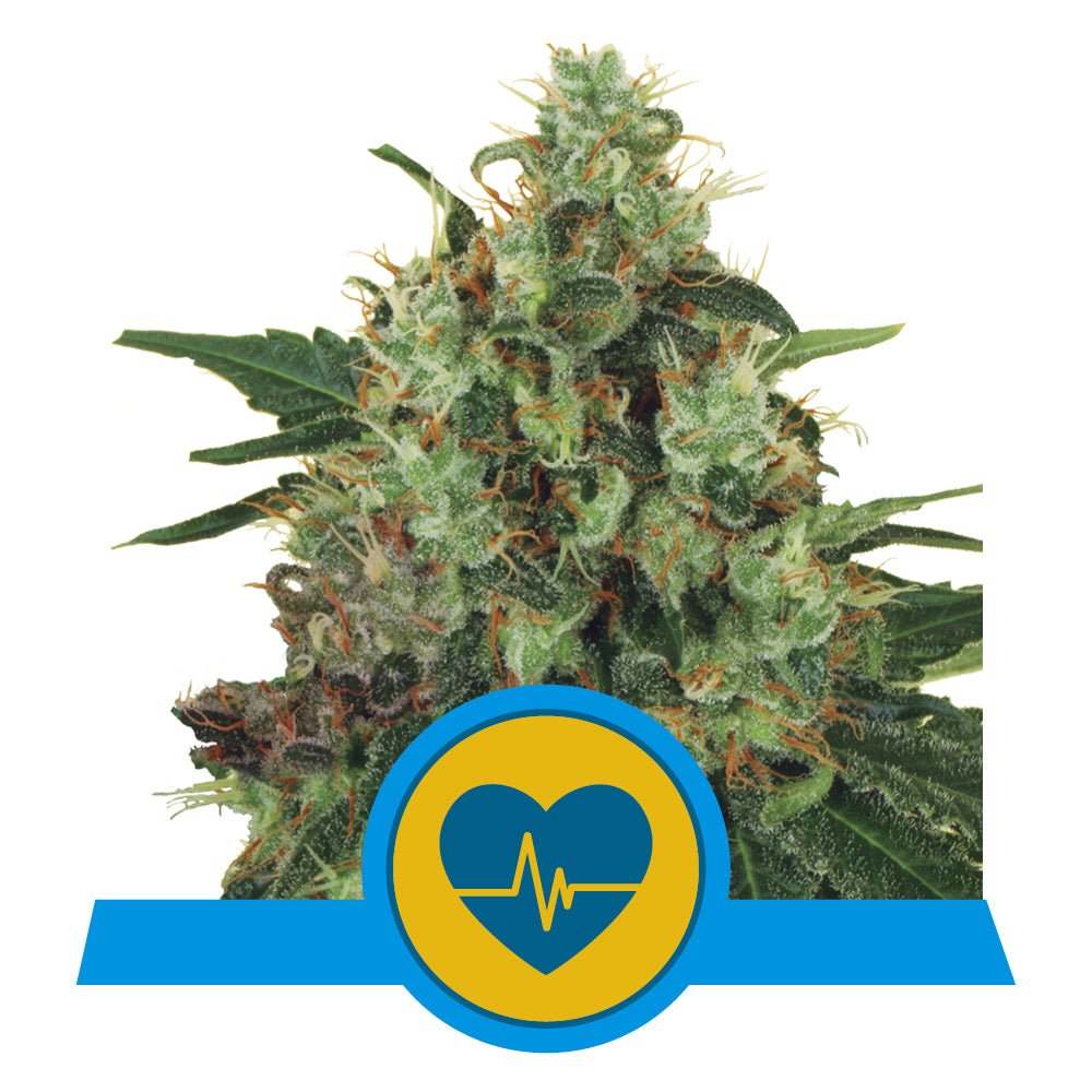 MEDICAL MASS CBD STRAIN - SeedySide