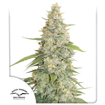 MERINGUE STRAIN - SeedySide