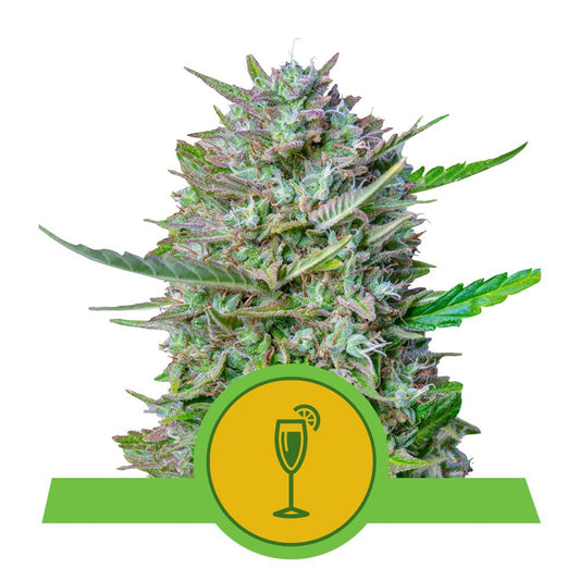 MIMOSA AUTO STRAIN - SeedySide