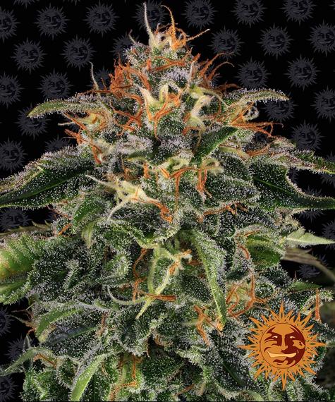 MOBY DICK STRAIN - SeedySide