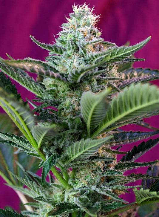 MOHAN RAM AUTO STRAIN