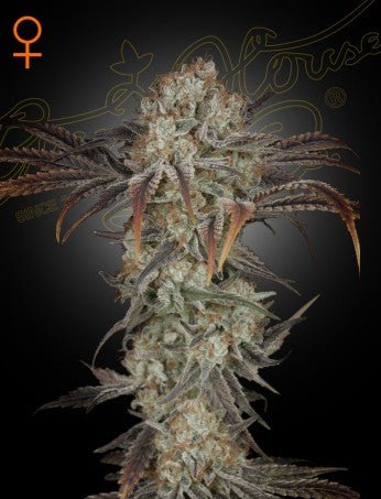 MONEY MAKER: ORIGINAL MASTER KUSH X HINDU KUSH X SKUNK STRAIN - SeedySide