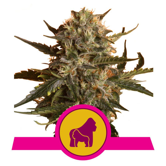 MOTHER GORILLA STRAIN - SeedySide