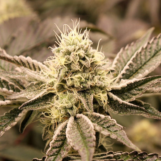 MOUTH WASH STRAIN - SeedySide