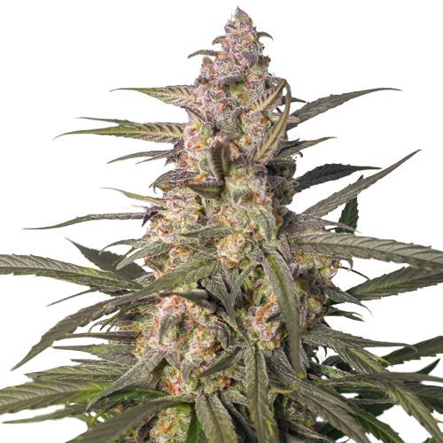 NORTHERN DRAGON FUEL AUTO STRAIN - SeedySide