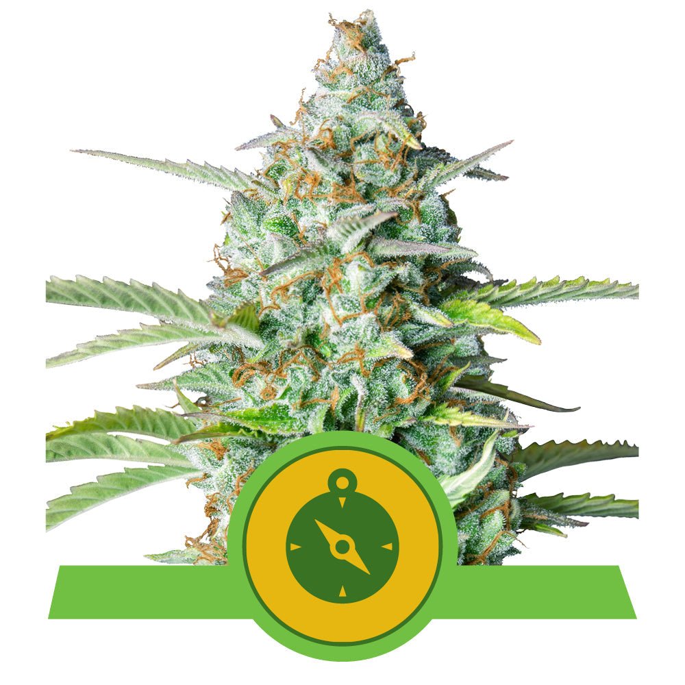 NORTHERN LIGHT AUTO STRAIN - SeedySide