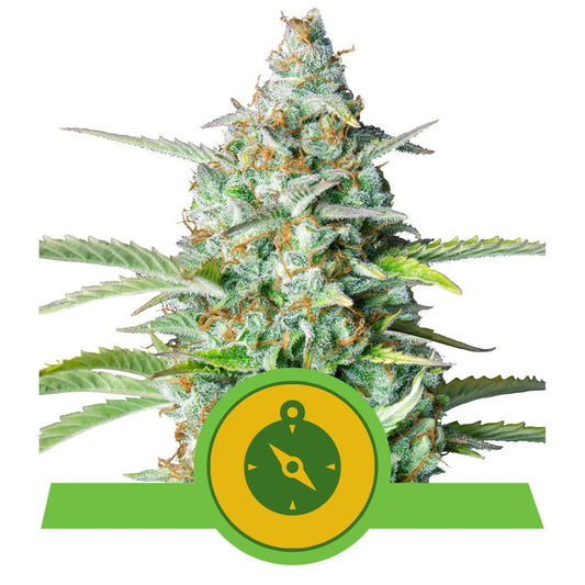 NORTHERN LIGHT AUTO STRAIN - SeedySide