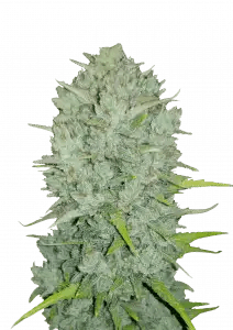 NORTHERN LIGHTS AUTO STRAIN - SeedySide
