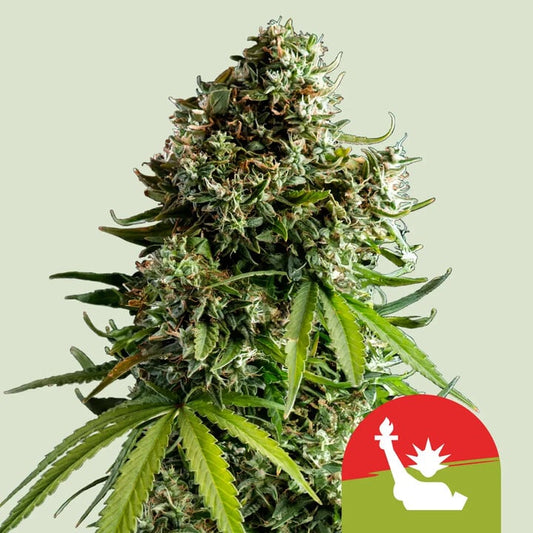 NYC SOUR D AUTO STRAIN - SeedySide