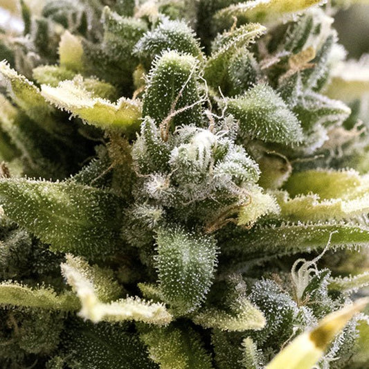 OG KUSH AUTO STRAIN - SeedySide