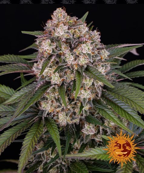 OG KUSH AUTO STRAIN - SeedySide