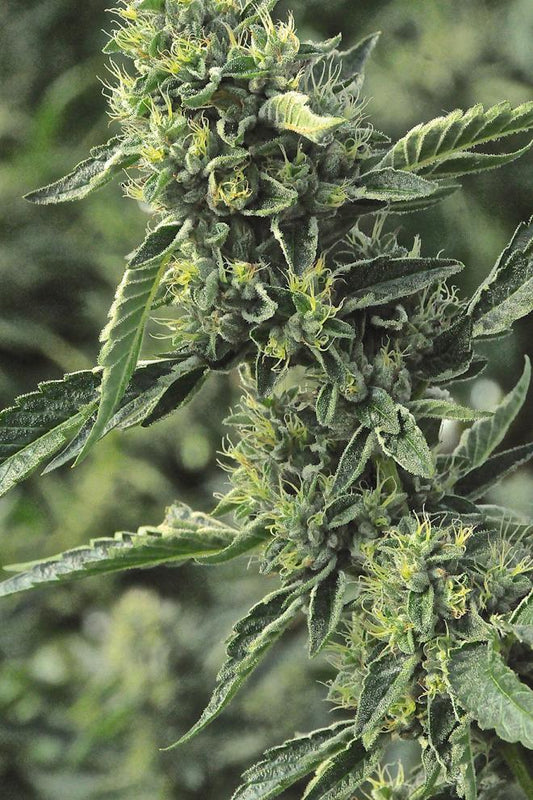 OG KUSH STRAIN - SeedySide