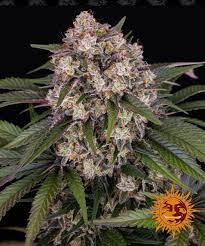 OG KUSH STRAIN - SeedySide