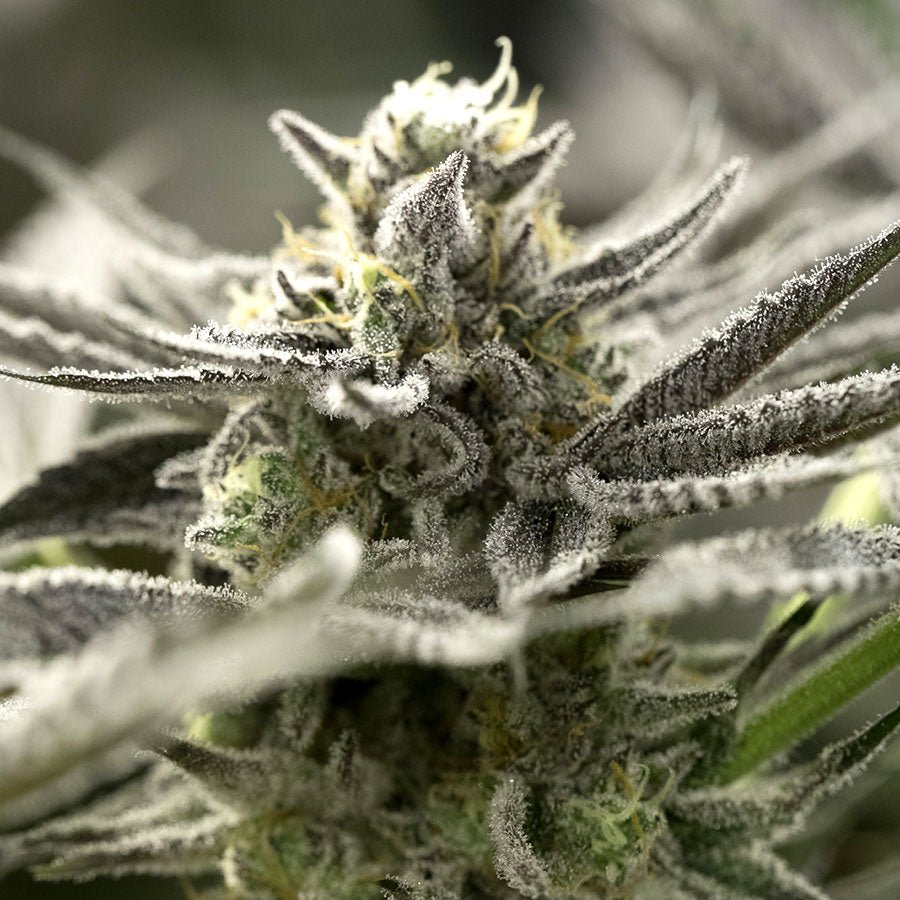 OGKZ AUTO STRAIN - SeedySide
