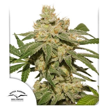 OH MY GUSHER AUTO STRAIN - SeedySide