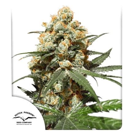 ORANGE HILL SPECIAL STRAIN - SeedySide