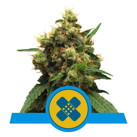 PAINKILLER XL CBD STRAIN - SeedySide