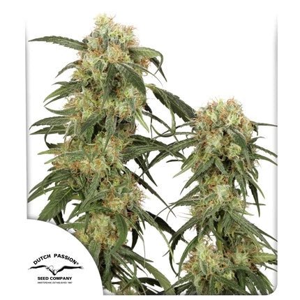 PAMIR GOLD STRAIN - SeedySide