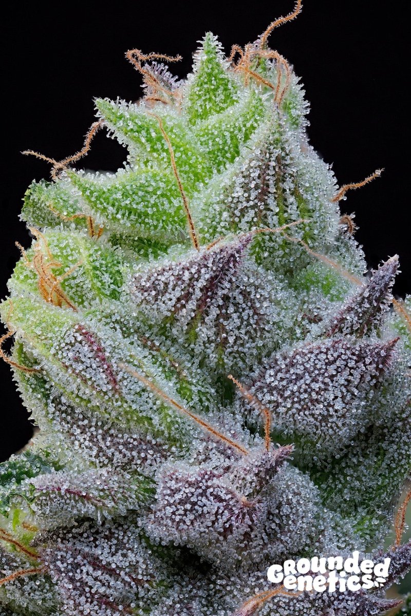 PEACH LIMEADE PINK LIMEZ X TACO COLADA STRAIN - SeedySide