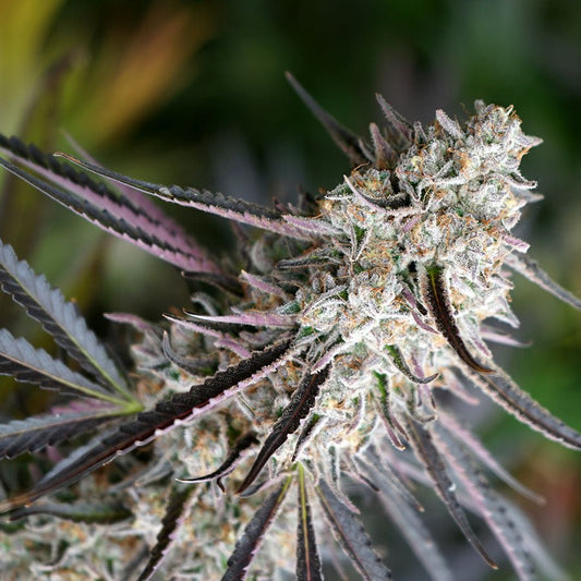 PEANUT BUTTER BREATH FASTFLOWERING STRAIN - SeedySide