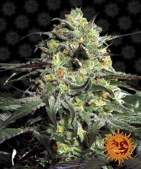 PEYOTE COOKIES STRAIN - SeedySide