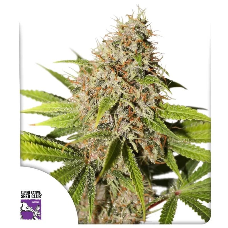 PINEAPPLE POISON STRAIN - SeedySide