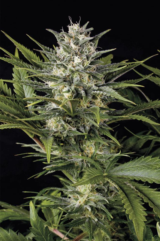 PINEAPPLE SKUNK STRAIN - SeedySide