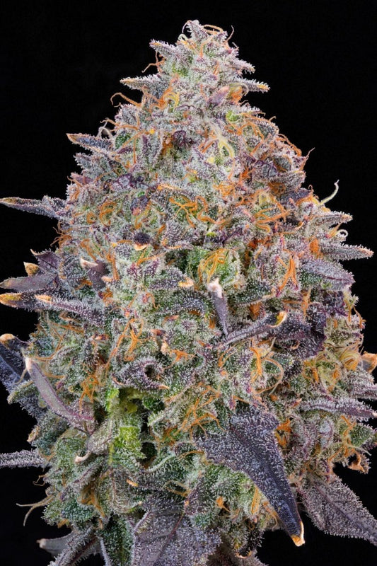 PINK CHAI PINK CHEDDAR X BLUCCI STRAIN - SeedySide