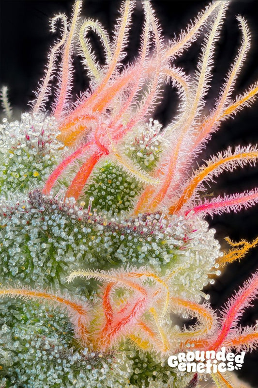 PINK HONEY (PAPAYA X GMO) X OZARK STRAIN - SeedySide
