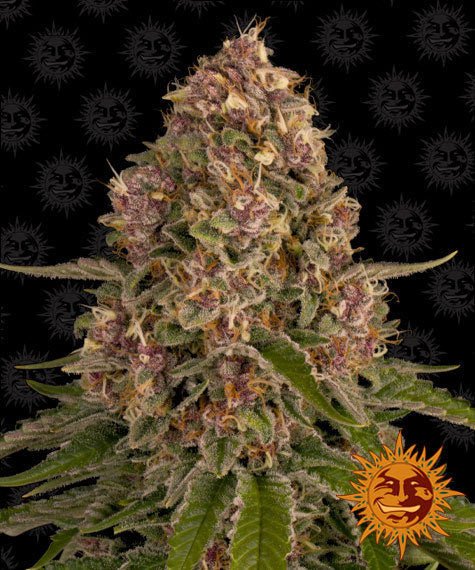 PINK KUSH STRAIN - SeedySide