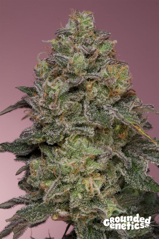PINK PARMESAN UK CHEESE X PAPAYADAWG STRAIN - SeedySide