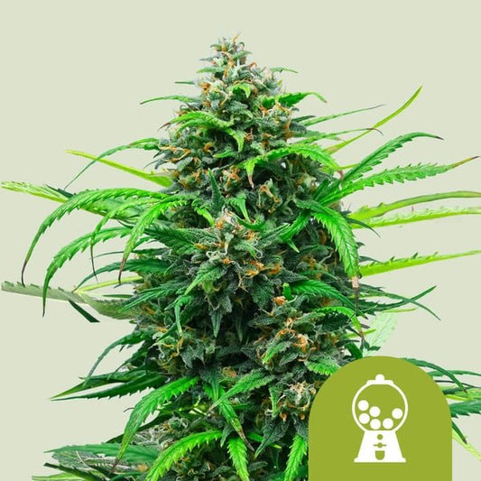 PINK RUNTZ AUTO STRAIN - SeedySide