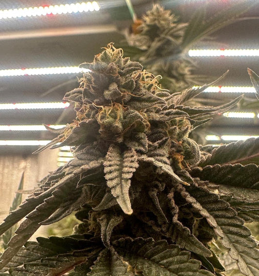 PINK WAFERZ 2.0 STRAIN - SeedySide