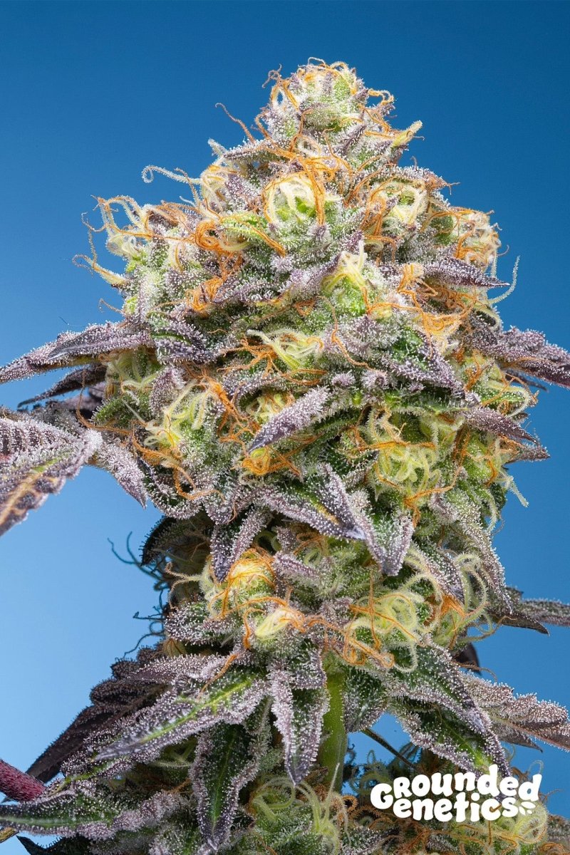 PLUMZ ZERBERRY X PAPAYADAWG STRAIN - SeedySide