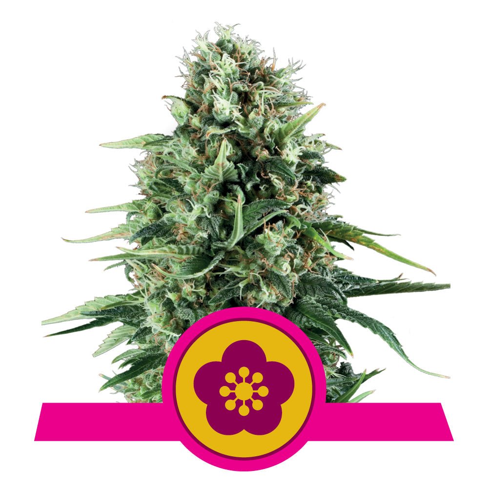 POWER FLOWER STRAIN - SeedySide