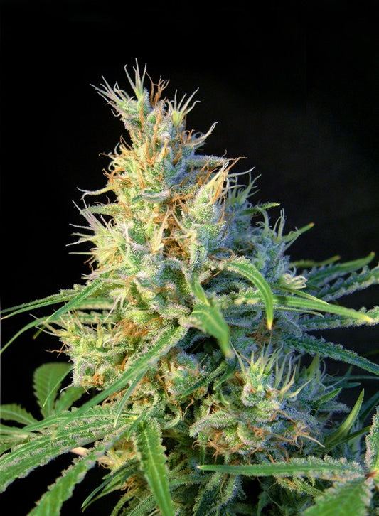 PSICODELICIA STRAIN