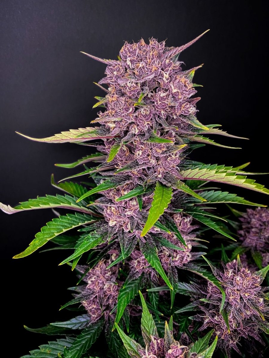 PURPLE LEMONADE AUTO STRAIN - SeedySide