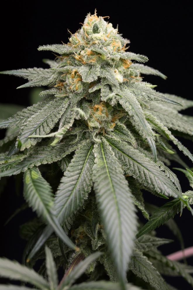 PURPLE MATCHA STRAIN - SeedySide
