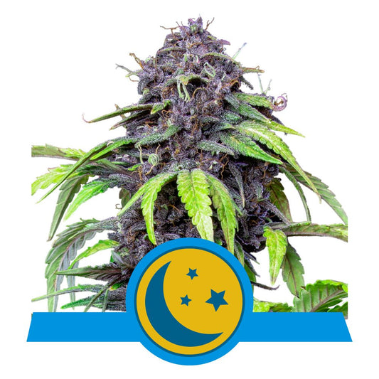 PURPLEMATIC CBD STRAIN - SeedySide