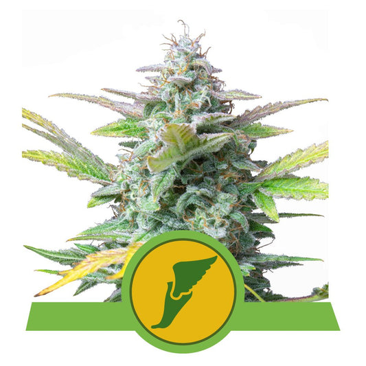 QUICK ONE AUTO STRAIN - SeedySide