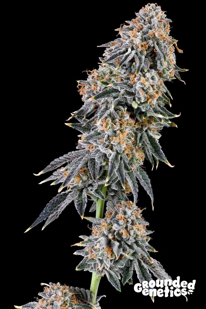 RAINBOW FUEL (GARY PAYTON X ZUNAMI) STRAIN - SeedySide